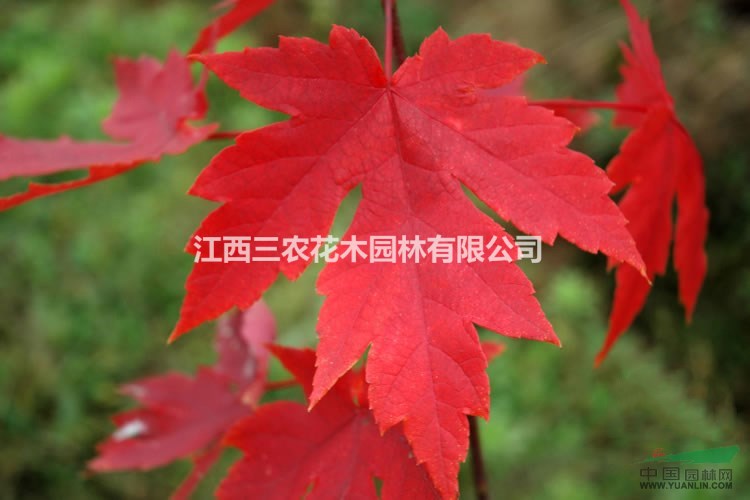 美国红枫树 美国红枫在南昌栽植叶色不红的八大原因