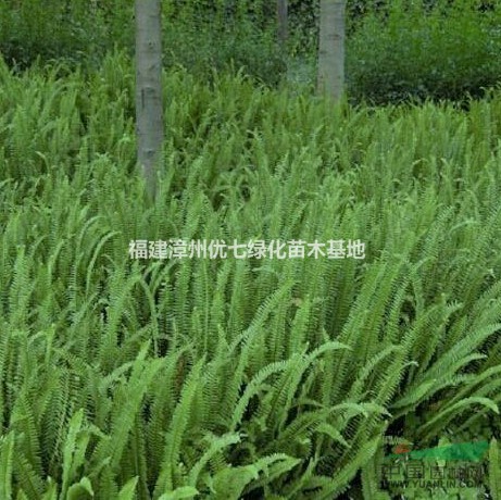 肾蕨,排骨草