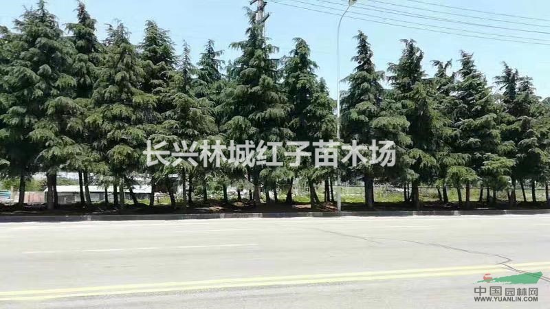 所在地:江苏 沭阳 地   址:沭阳县扎下镇花木大世界