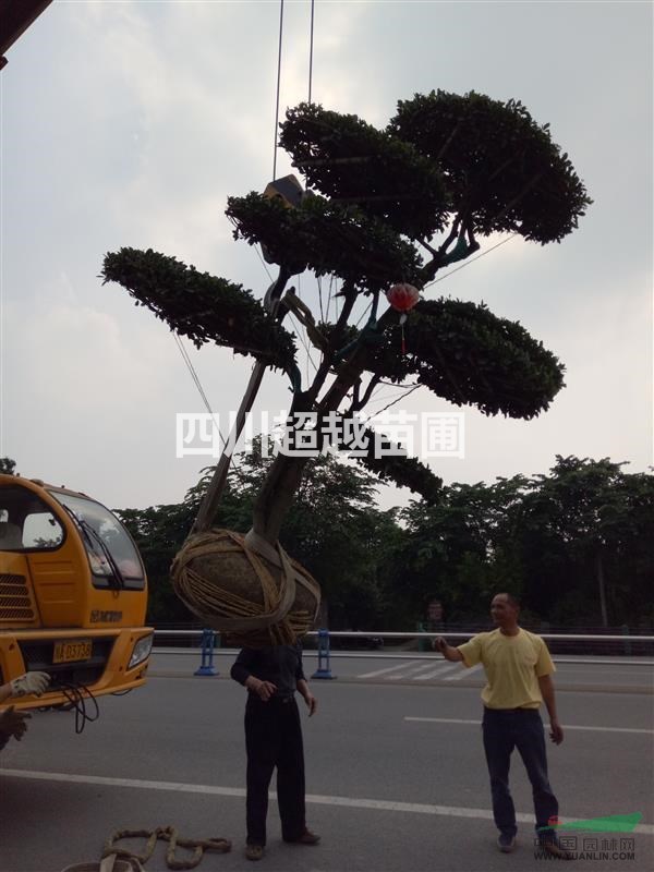 大叶黄杨,大叶黄杨球,万年青,造型大叶黄杨,造型万年青