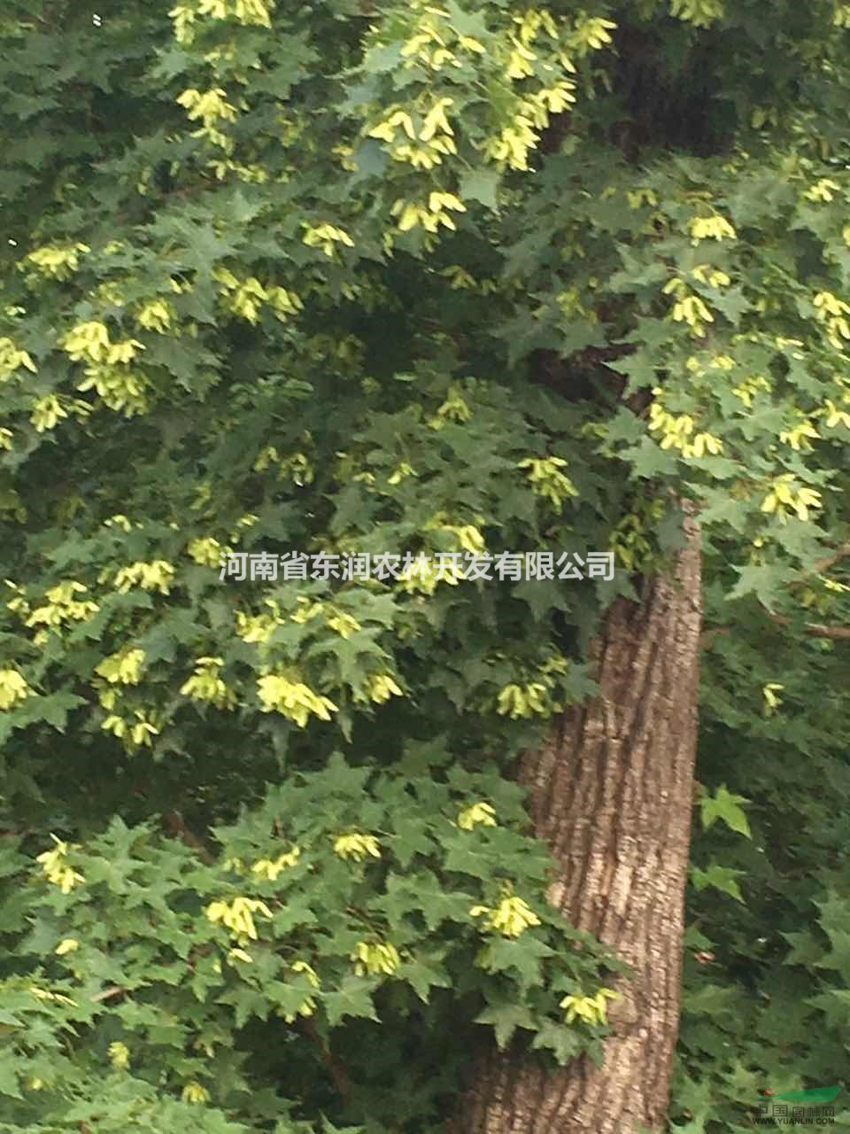 元宝枫种子,元宝枫苗木种苗