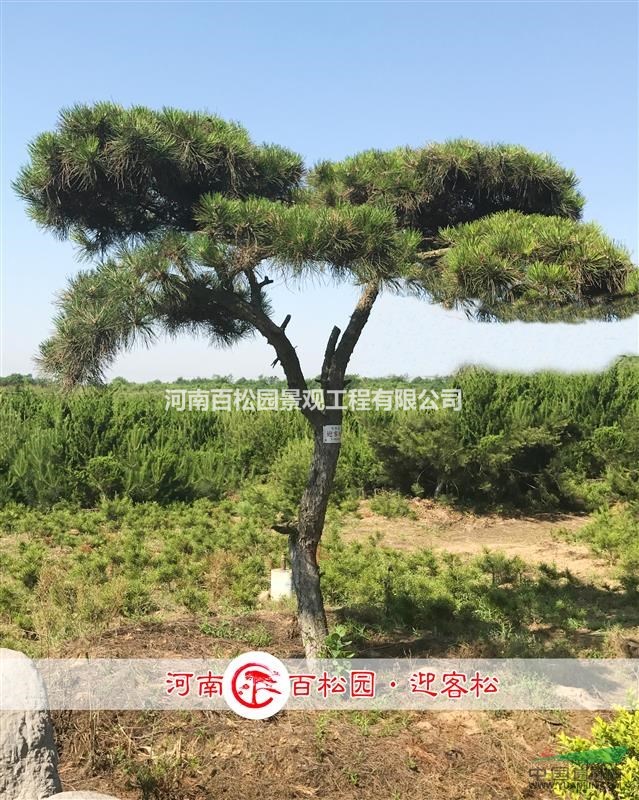 百松园供应迎客松,造型黑松,造型油松大气优美飘逸价格