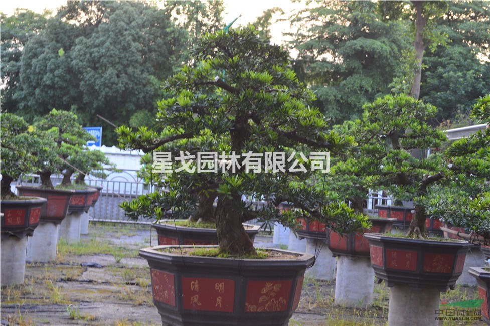 广东10-30公分日本罗汉松的价格