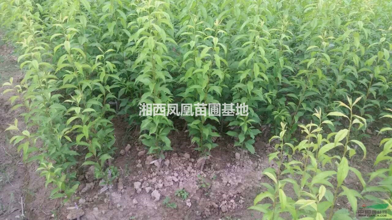 湘西凤凰苗圃基地坐落于湖南湘西,主营香橙小苗,香橙种子,主要批发大数量订苗,订做沃柑,黄金柑,大雅一号,春见,青见,不知火丑柑,红肉脐橙,塔罗科血橙,w默科特,爱媛38,世纪红,贡柑,金桔,黄金柑,柠檬等等价格实惠欢迎订购 同时具备嫁接技术团队,需要嫁接技术的可以联系我们!!! 联系人:安经理 电话:13467436366 湘西凤凰苗圃基地为您提供:李产品报价,批发/求购李,李种植栽培技术,欢迎您的咨询和查看。