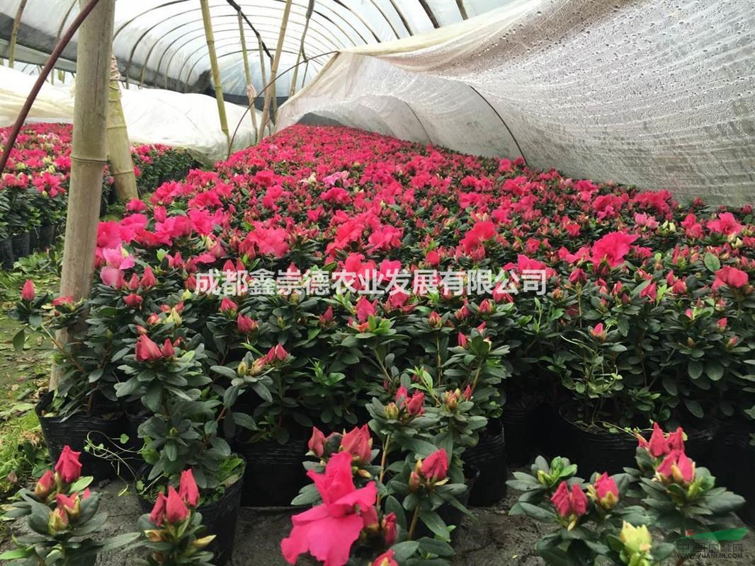 比利时杜鹃苗圃供应西洋鹃基地直销四川西洋鹃