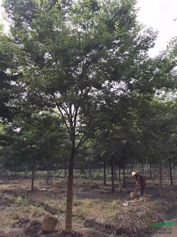 浙江地区出售8-15公分榉树,红榉树,白榉树,榉树专业基地