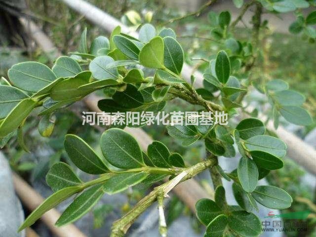 优质河南高山黄杨小叶黄杨瓜子黄杨豆瓣25-60cm高常绿