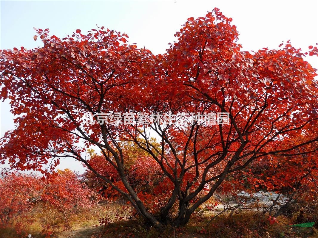 > 基地长期供应各种规格-五角枫红枫   联系方式 北京绿苗繁林生态