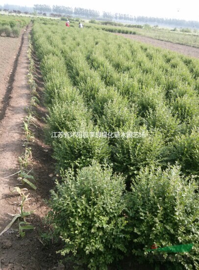 供应小叶女贞球冠幅50-150公分基地直销量大优惠