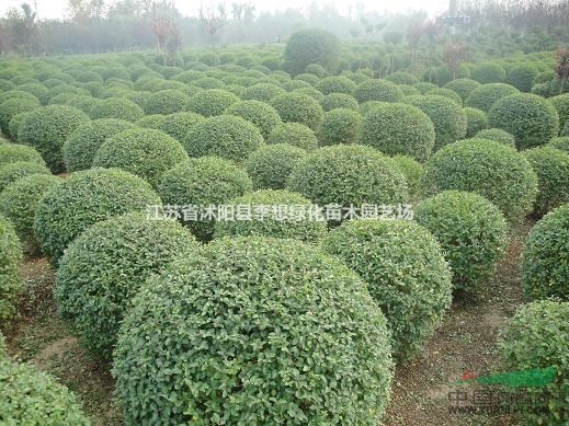 供应小叶女贞球冠幅50-150公分基地直销量大优惠