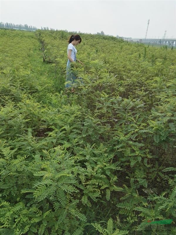 娅鑫紫穗槐种植基地 紫穗槐大量出售