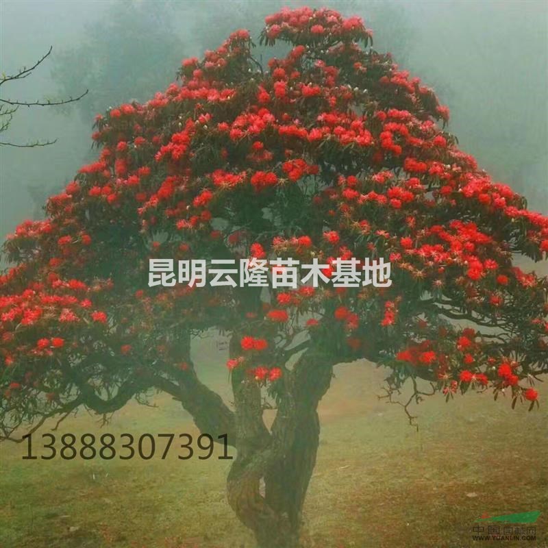 贵州供应高山杜鹃