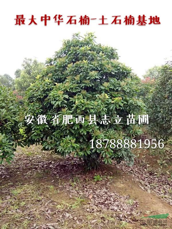 肥西中华石楠树基地_肥西中华石楠产地_中华石楠价格【好口碑】