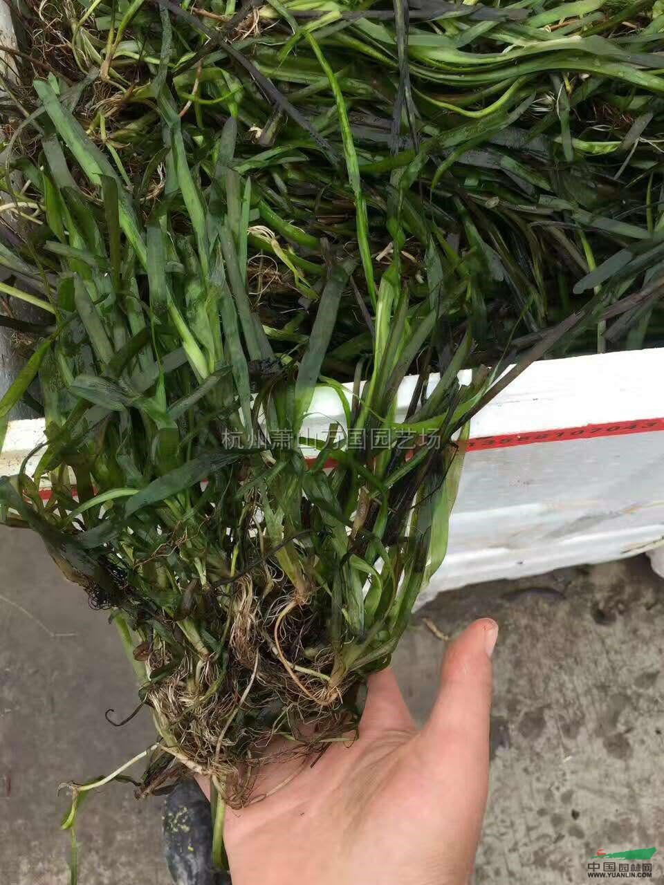 浙江苦草介绍