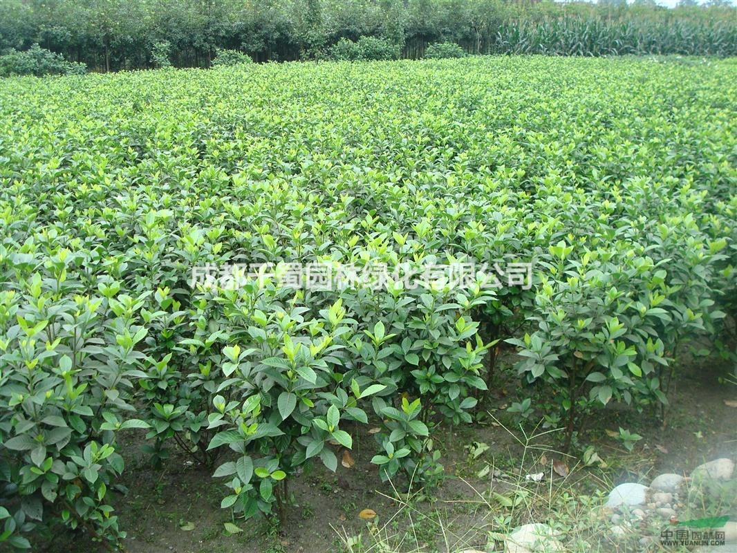 四川成都大叶栀子种植基地.大叶栀子球.买栀子花小苗.