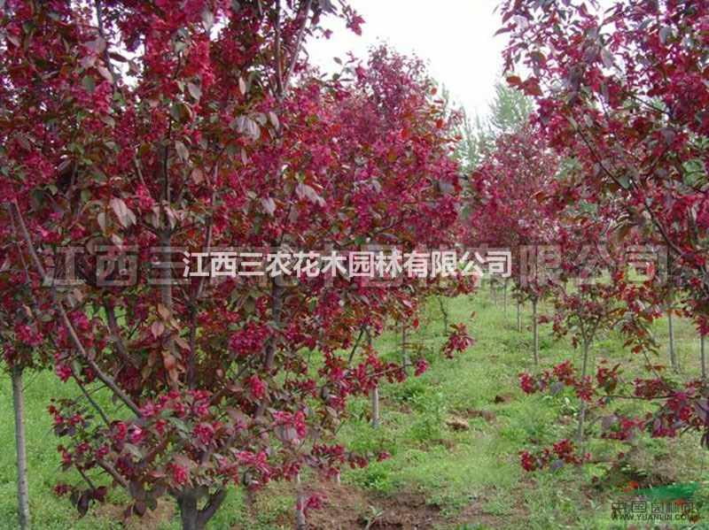 优质红宝石海棠苗 海棠苗价格