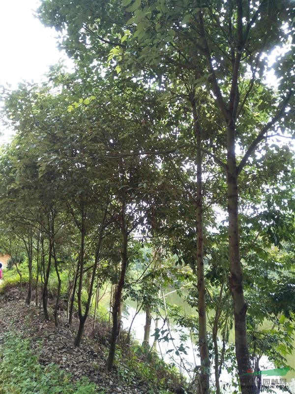 广东地区供应8-10分樟树地苗