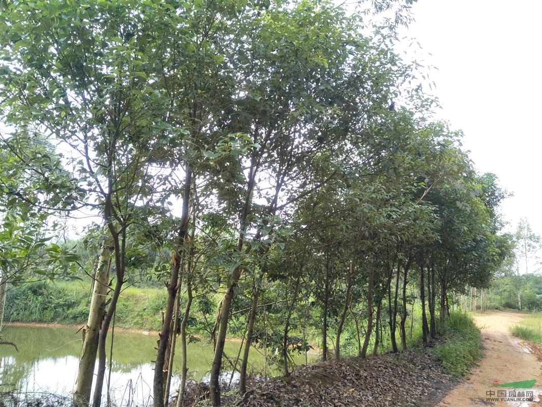 广东地区供应8-10分樟树地苗