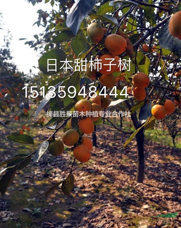 甜柿子树基地品种介绍;阳丰,富有,次郎