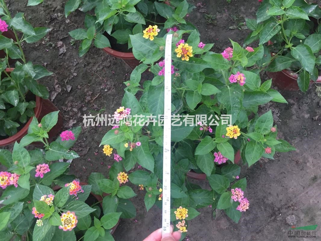 五色梅 盆装 自有基地各种时令草花出售