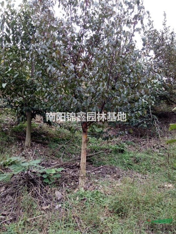 广西桂林山茱萸 _18775054787_广西神州苗木种植基地