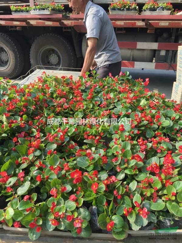 湖南草花种植基地.玻璃海棠等草花发往湖南永州