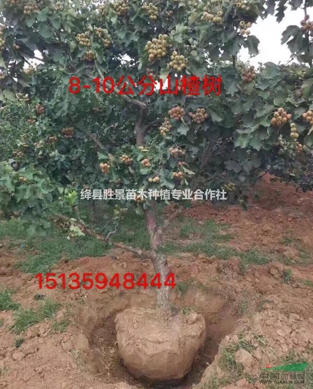 大面积种植山楂树地区是什么地方?山西山楂树