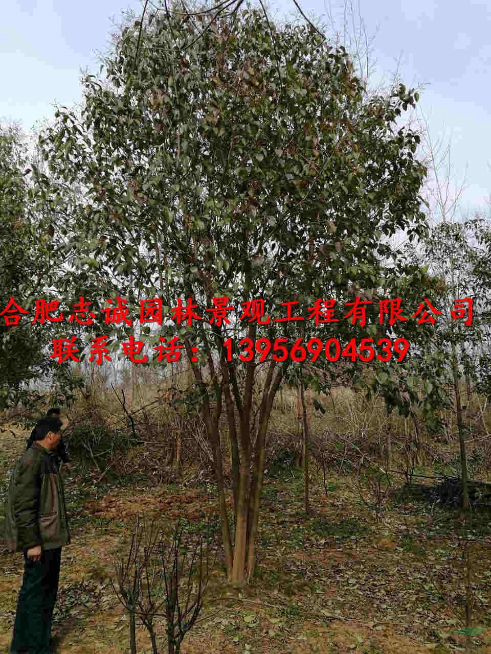 安徽大丛生大叶女贞基地,5米丛生大叶女贞,好丛生大叶