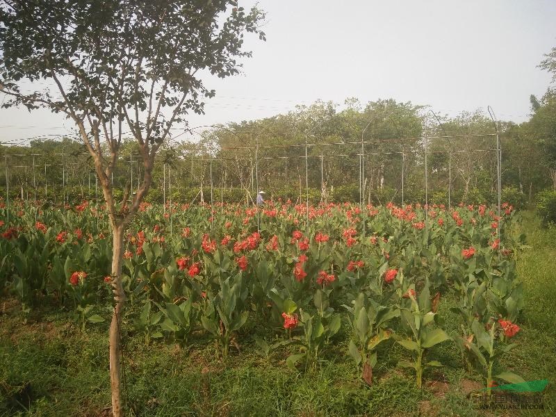 重庆市璧山县丁家苗圃