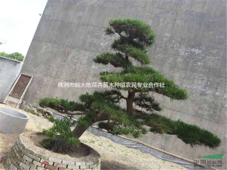 小叶罗汉松小叶罗汉松价格怎样种植小叶罗汉松?罗汉松图片