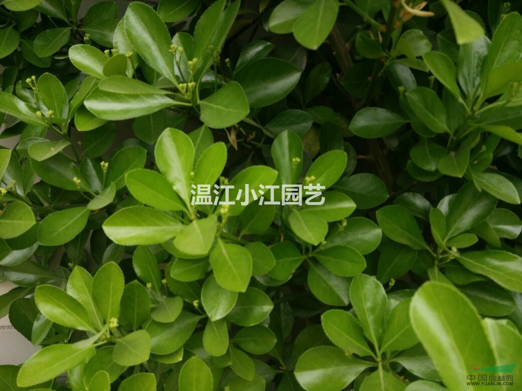 成都小叶黄杨小杯苗价格四川瓜子黄杨散笼子球温江黄秧自产销