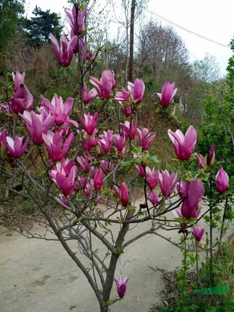 河南玉兰/河南红玉兰/河南紫玉兰/河南白玉兰/河南黄玉兰