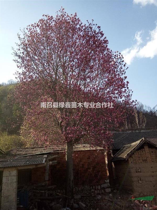 河南玉兰/河南红玉兰/河南紫玉兰/河南白玉兰/河南黄玉兰