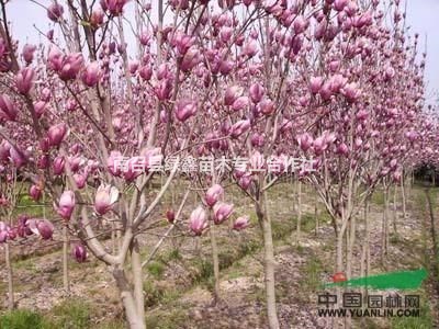 河南玉兰/河南红玉兰/河南紫玉兰/河南白玉兰/河南黄玉兰