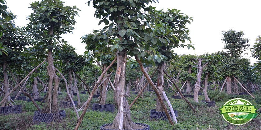 广州地区供应11-50高山榕