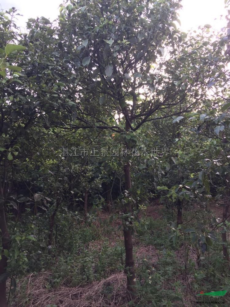 樟树供应/樟树图片