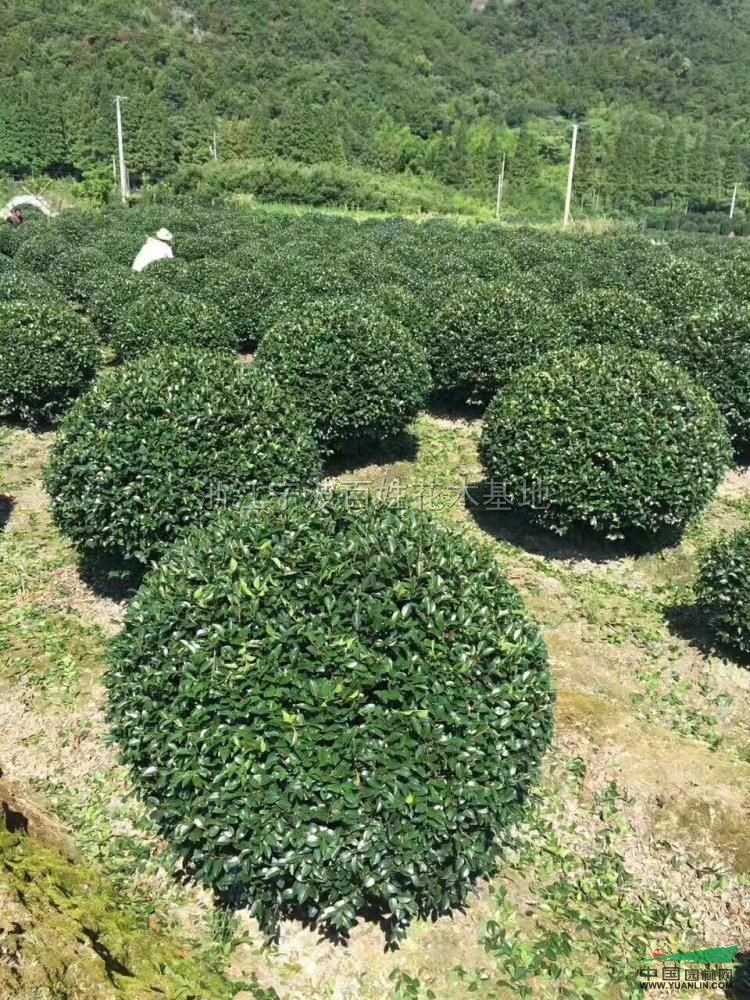 浙江宁波百姓花木基地