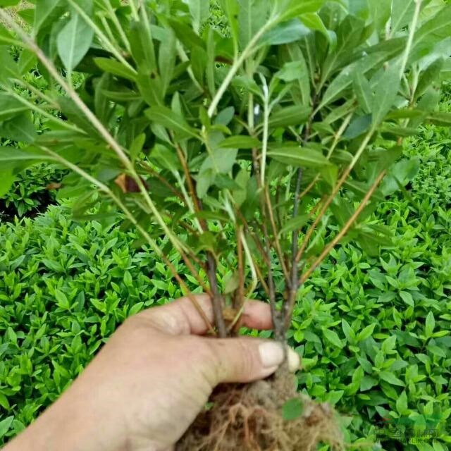 怀化杜鹃小苗行情价格,杜鹃苗价格联系电话