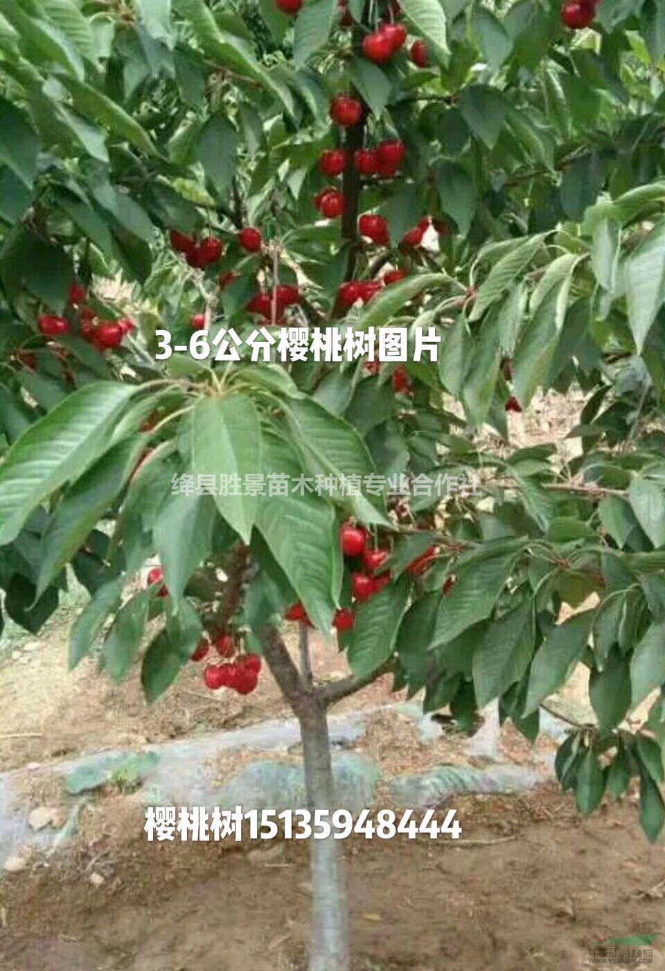 供应15公分樱桃树·地径15公分樱桃树多少钱一棵?