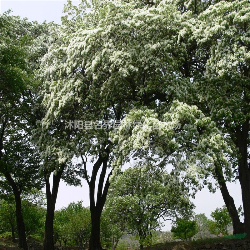 流苏树基地江苏特别多流苏树现苗待售