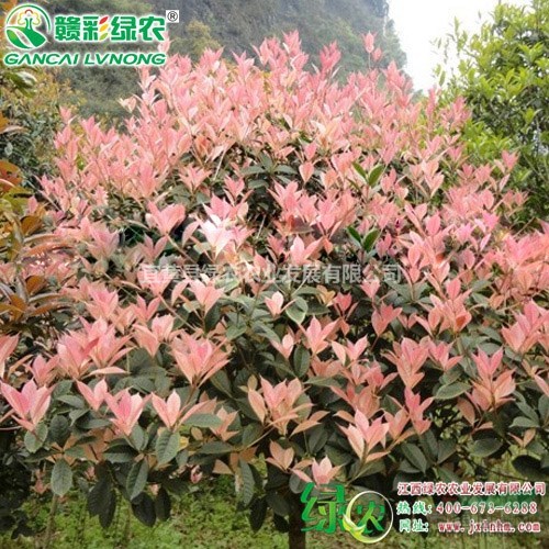 珍珠五彩桂叶色四季多变桂花树 盆栽地栽桂花树苗 园林彩叶树图片