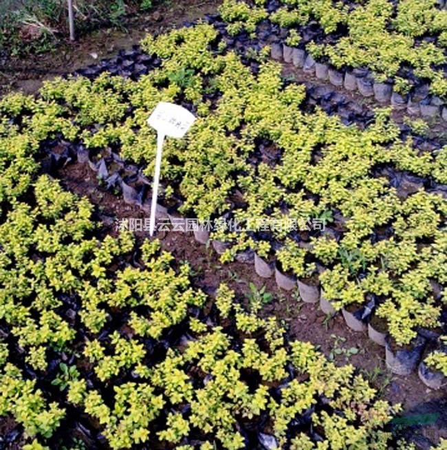 香桃木 香桃木小苗 香桃木树苗 香桃木工程苗 盆景盆栽
