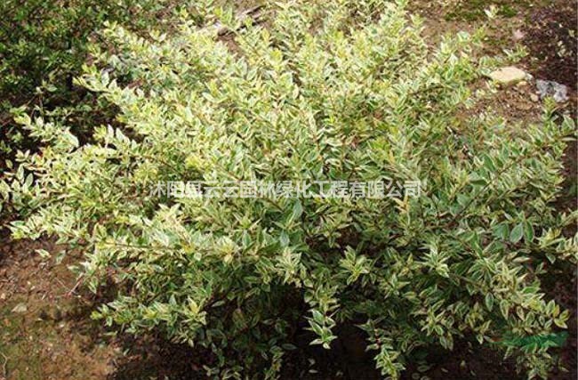 香桃木 香桃木小苗 香桃木树苗 香桃木工程苗 盆景盆栽