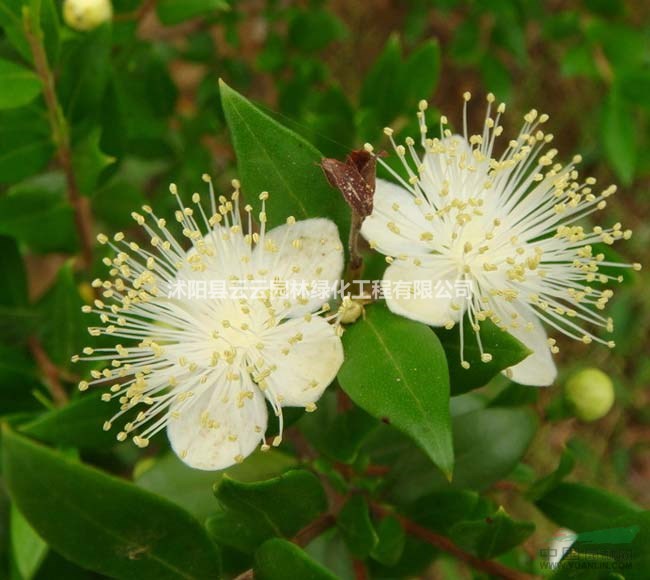 香桃木 香桃木小苗 香桃木树苗 香桃木工程苗 盆景盆栽