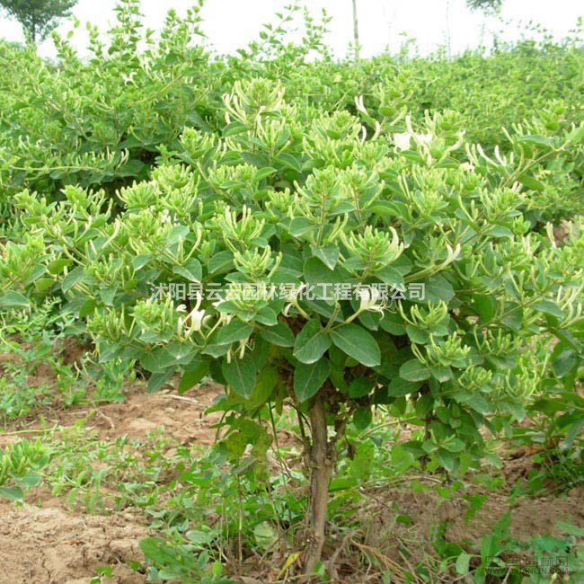 金银花藤本植物 盆栽金银花苗 金银花树苗 金银花苗 工程绿化