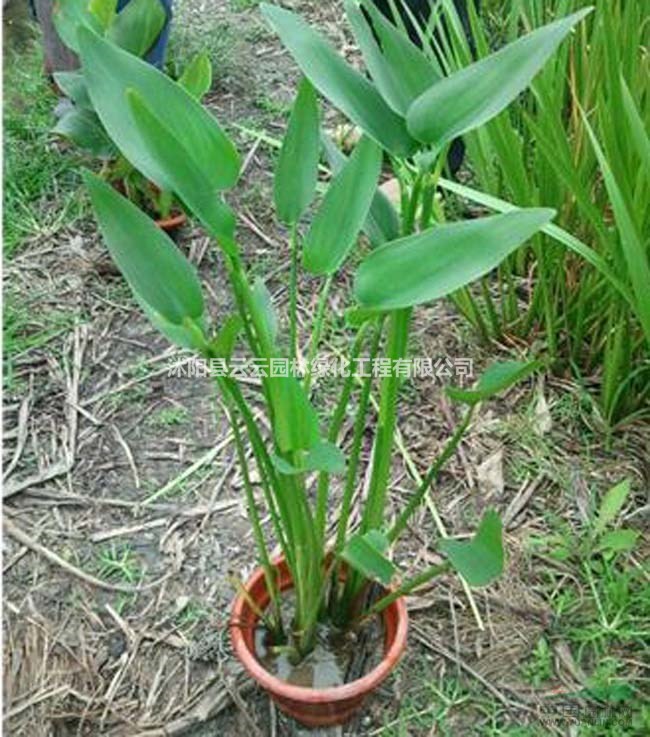 梭鱼草 水生植物盆栽 水生梭鱼草 梭鱼草苗