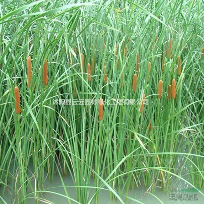 香蒲 水生植物 香蒲苗 香蒲小苗 水生香蒲