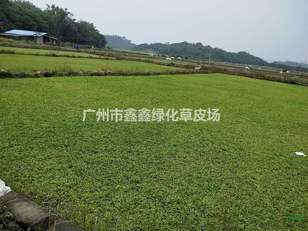 广东大叶油草2批发/供应