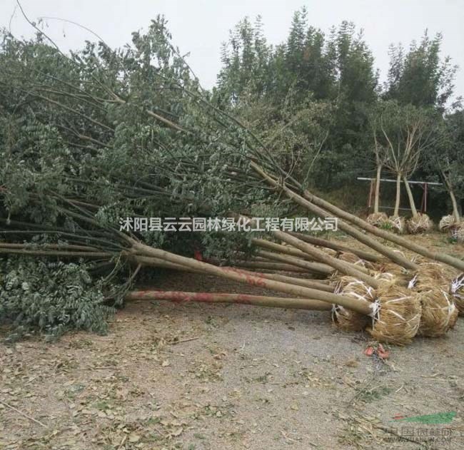   С   ۸
