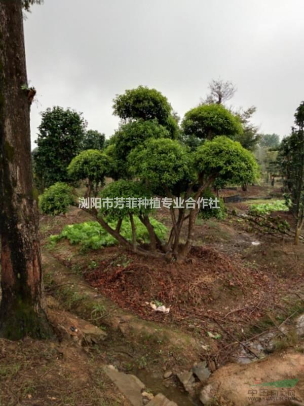 湖南特色造型树成活高造型小叶女贞 造型红花继木 造型赤楠 杜